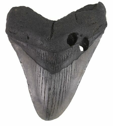 Bargain Megalodon Tooth - South Carolina #48859